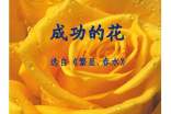 《成功的花》原文及赏析