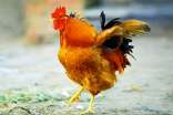 描写大公鸡的作文(精选47篇)