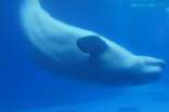 鲸鱼的象征意义