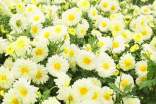 菊花的施肥方法及注意事项