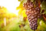 葡萄的营养成分