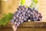 葡萄的功效与作用及禁忌介绍