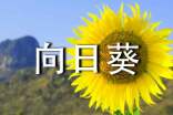 植物向日葵作文(精选41篇)
