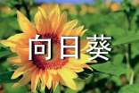我喜欢的植物向日葵作文(精选24篇)