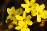 迎春花的句子130句