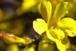描写迎春花的作文(精选31篇)