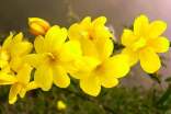 描写迎春花的作文(精选21篇)