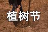 2023年植树节健康教案(通用12篇)