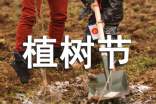 幼儿园中班植树节教案
