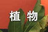 令人惊异的植物世界作文(通用20篇)