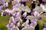 精选紫藤花作文31篇