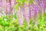 紫藤花的作文(精选37篇)