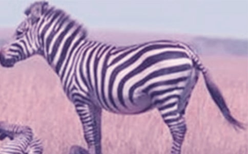 文明礼让斑马线倡议书12篇