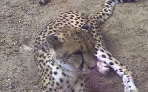 实用的豹子作文500字3篇