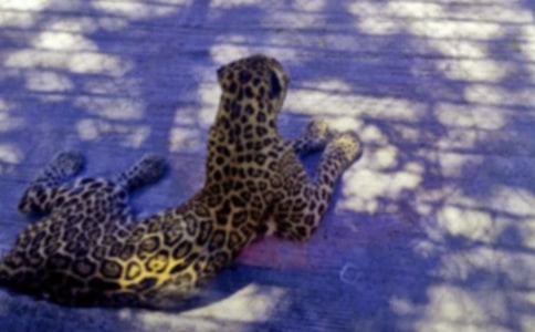 吃了熊心豹子胆的作文范文