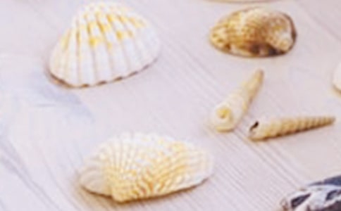 关于贝壳的作文