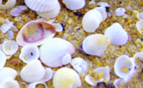 美丽的贝壳作文(精选42篇)