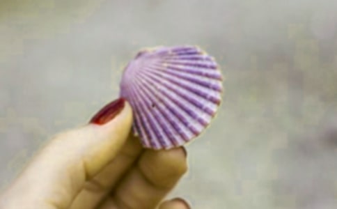 描写贝壳的作文7篇