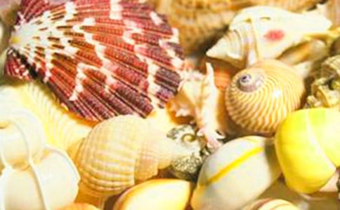 美丽的贝壳作文(12篇)