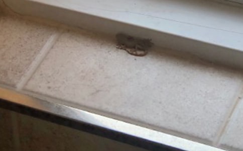 壁虎作文500字合集八篇