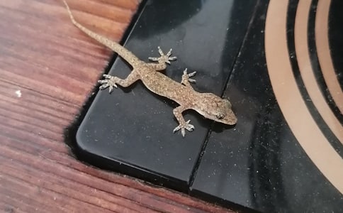 【精选】壁虎作文500字三篇