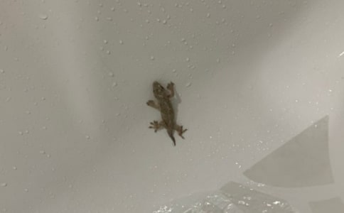 《小壁虎借尾巴》片断赏析范文