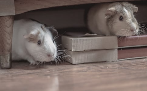 【热门】仓鼠作文300字三篇