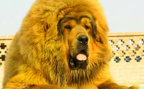 藏獒作文300字合集7篇