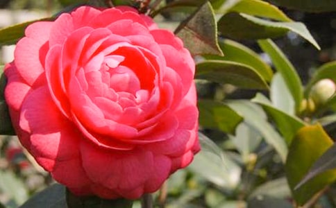 美丽的山茶花作文