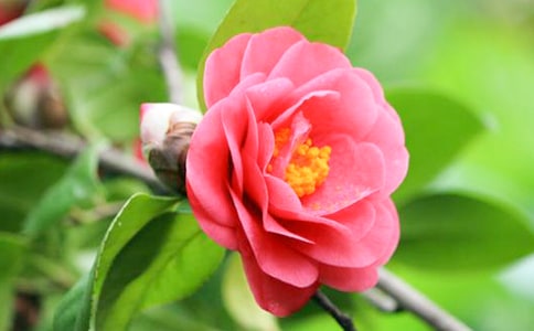 六年级写物作文 茶花