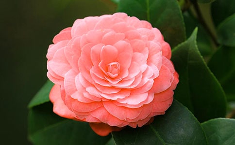 美丽的山茶花作文(合集15篇)