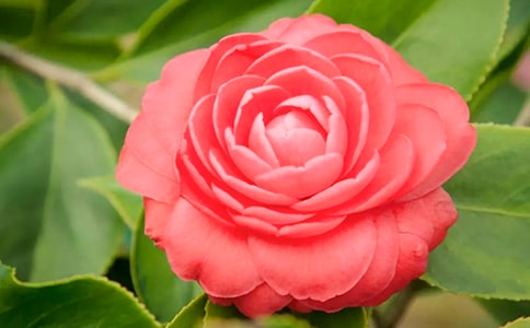 美丽的茶花作文