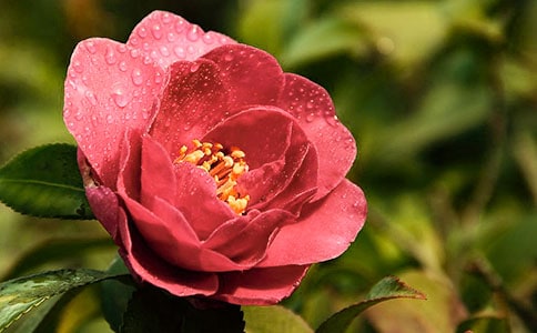 描写山茶花的作文400字(通用24篇)