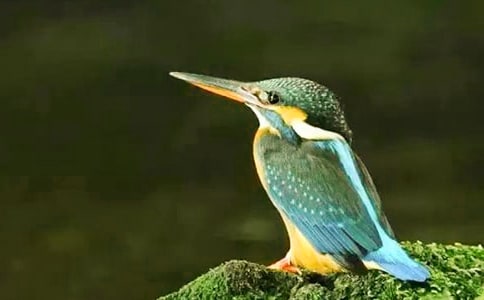 描写翠鸟的作文