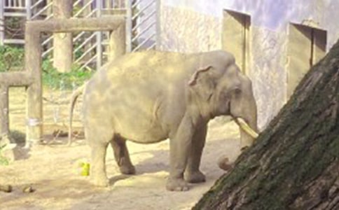 爱美的大象-童话作文