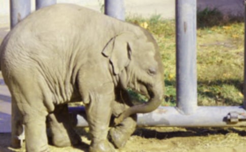 有趣的大象作文(通用21篇)