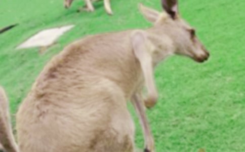 有趣的袋鼠跳作文(合集4篇)