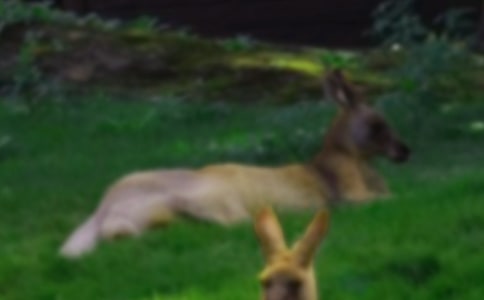 可爱的小袋鼠小学作文350字