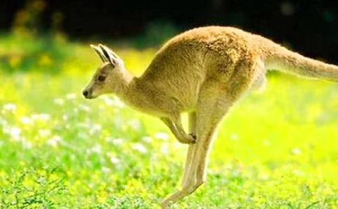 有趣的袋鼠跳作文2篇