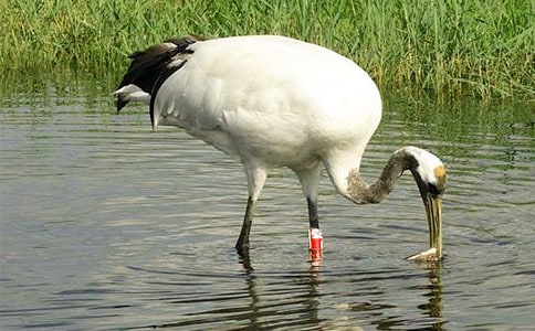 精选丹顶鹤作文300字四篇