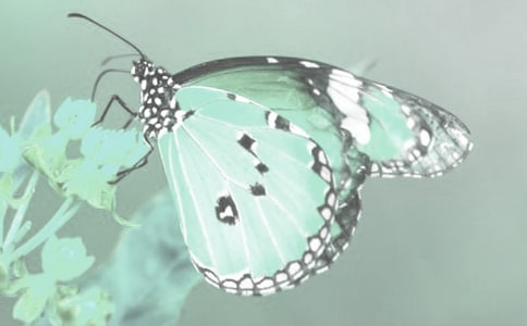 野生动植物宣传日工作总结(通用13篇)