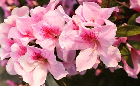 《宣城见杜鹃花》赏析