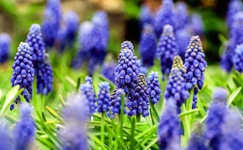 描写风信子的小学生作文