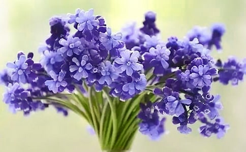 美丽的风信子作文(集合7篇)