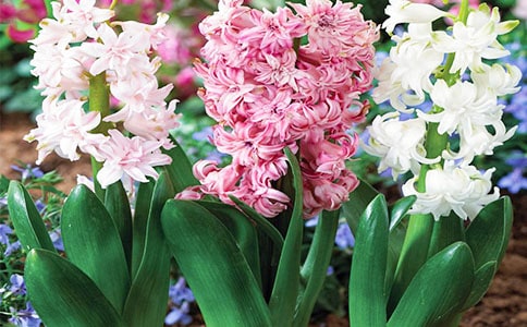 美丽的风信子作文【热】