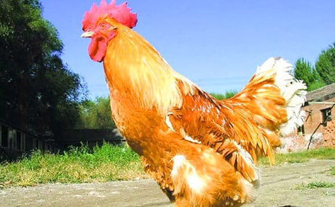 写大公鸡的小学作文