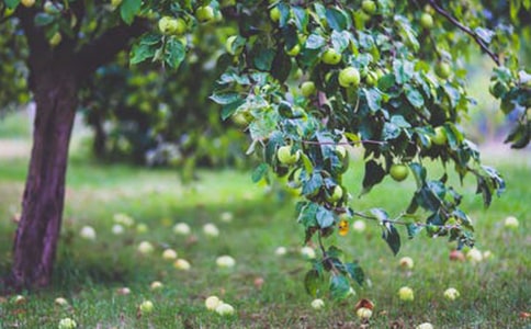 果园承包合同【通用】