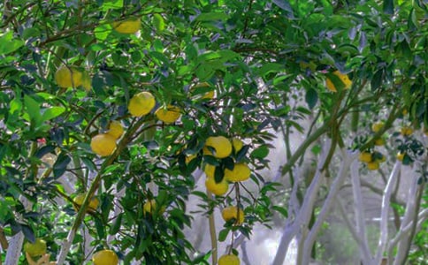 美丽的果园作文15篇【通用】