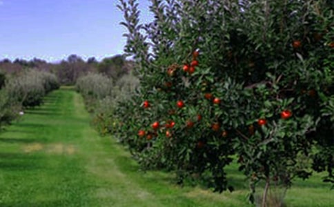 美丽的果园小学作文