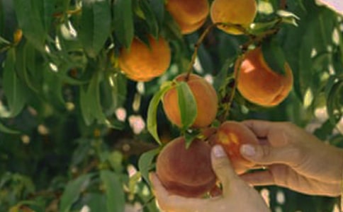 美丽的果园作文